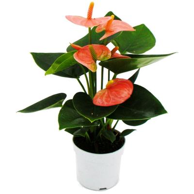 Kleine Flamingoblume - Anthurium andreanum - Baby-Anthurie - Mini-Pflanze - 7cm Topf - lachsrosa