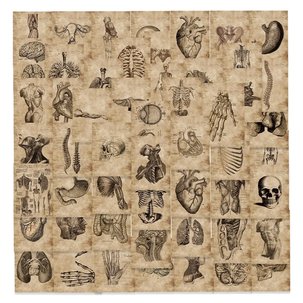 56pcs Anatomy and Physiology The Body Structure Stickers Waterproof Decals DIY Laptops Water Bottles Phones Decorative Stickers