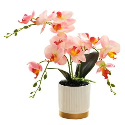 Flowers+Plants