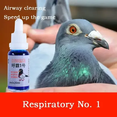 Respiratory Tract No. 1 Racing Pigeon Removes Mucus In The Respiratory Tract, Breathes The Nose and