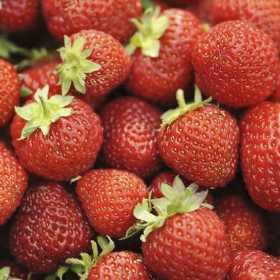 Van Zyverden Junebearing Strawberries Honeoye Set of 20 Roots