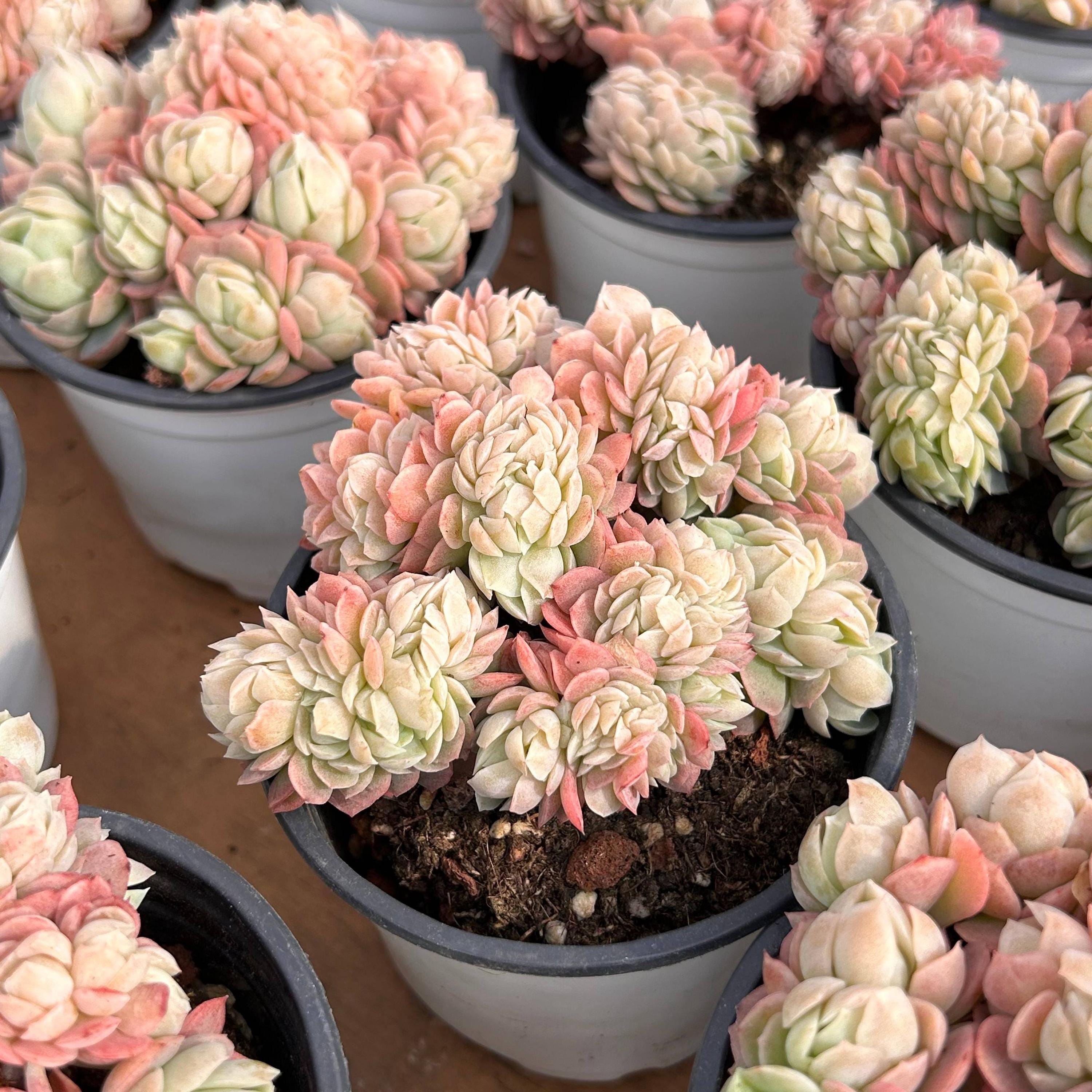 Piante grasse vive - Piante grasse rare - Piante grasse multitesta - Echeveria Berry crestata