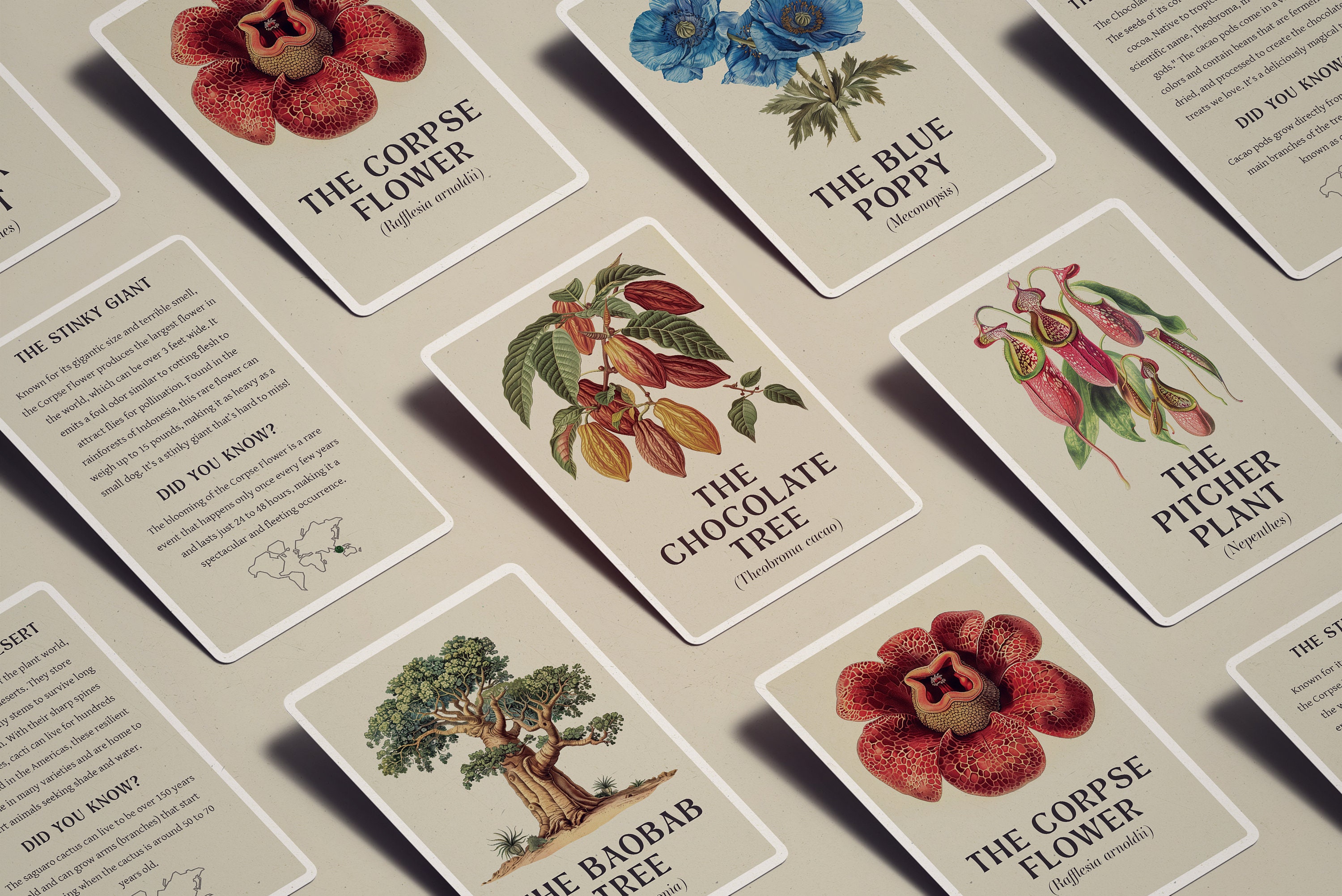 Wonderful World of Plants, Botanical Flashcards, Plants, Montessori Cards, Fun Fact Toddler, Printable Cards, Toddler, Homeschooling, Nature