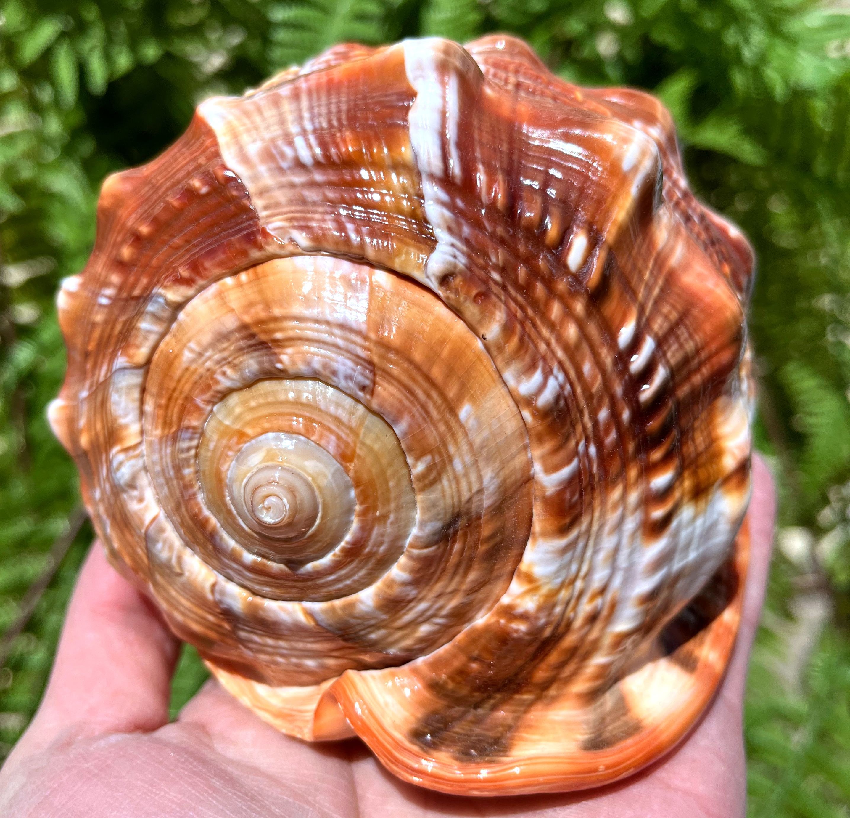 Grande lumaca di mare naturale Ammonite Decorazione / Grande conchiglia di mare / Conchiglia di mare / Conchiglia di lumaca / Fossile antico / Decoraz