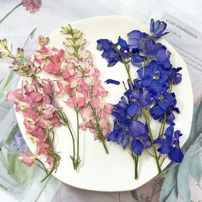 Flowers+Plants