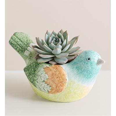 1-800-Flowers Seasonal Gift Delivery Garden Songbird Succulent