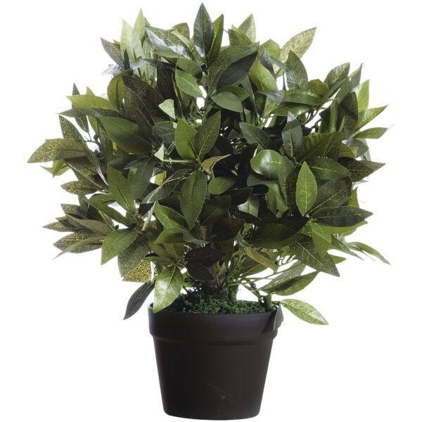 meet Kunstpflanze »Lorbeerbaum« 50 cm Image