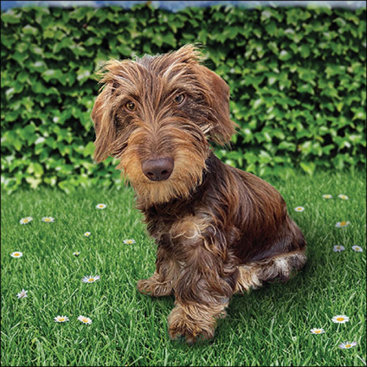 Ambiente 20 Servietten Papier 33x33cm 3-lagig - hochwertige Einweg Papierservietten mit Dackel Hund für Tierfreunde Geburtstag Party Feier stilvoll modern Image