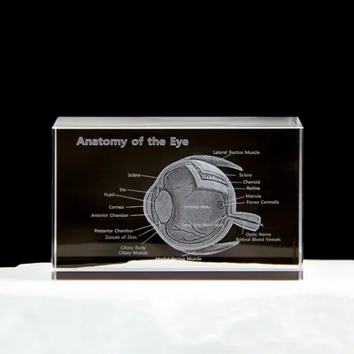 Eye Organ Model Crystal Cube Ophthalmology Medical Science Gifts Crystal Glass Figurine Paperweight