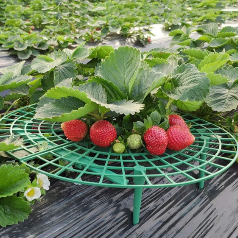 Erdbeere Pflanzung Tablett Rack Grüne Pflanzen Anti Lodging Pflanze Obst Unterstützung Platte Gartenbau Liefert Erdbeere Unterstützung Rack Image