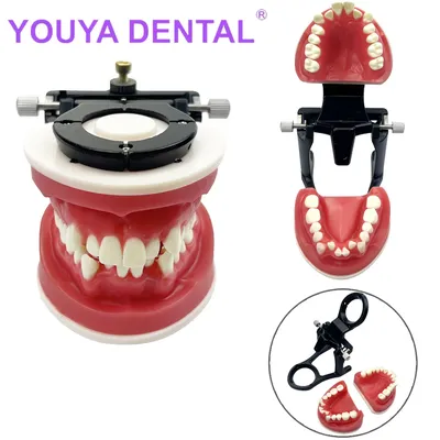 Dental Teaching Model Red Wax Gum Teeth Model Typodont Occluder Dentistry Teaching Accessories False