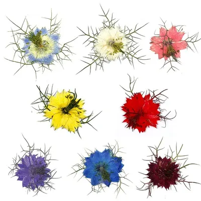 Flowers+Plants