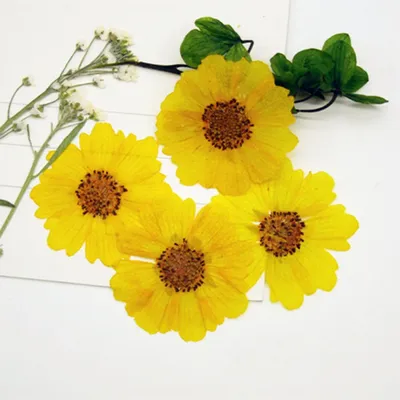 Flowers+Plants