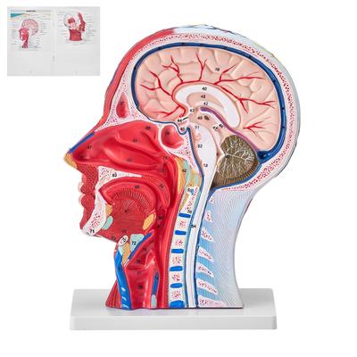 Human Models Set 3D Model Study Tools Teaching Models for Physiology Students or as Educational Kit for Kids