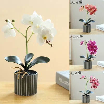 Flowers+Plants