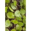 Sonstige - Muehlenbeckia axillaris p 0,5