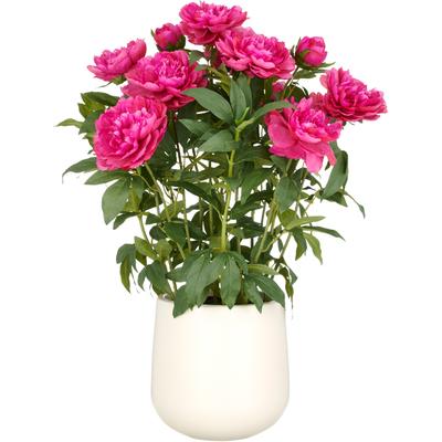 Kunstpflanze CREATIV GREEN "Peonie", pink (fuchsia), H:80cm, Kunststoff, Kunstpflanzen, im eleganten Topf Image