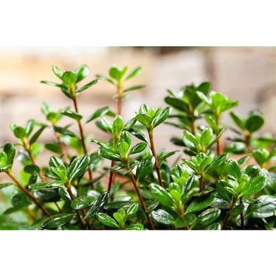 Pflanzen-für-dich.de - Japanische Azalee 'Anouk' Rhododendron obt.'Anouk' C2 20- 25 Image