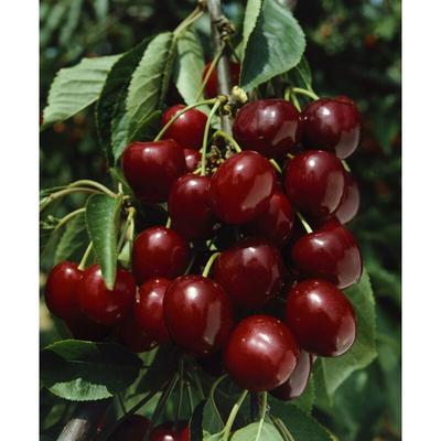 Pflanzen-für-dich.de - Prunus avium 'Große Schwarze Knorpel' cac 5 l Terrassenobst 40- Image