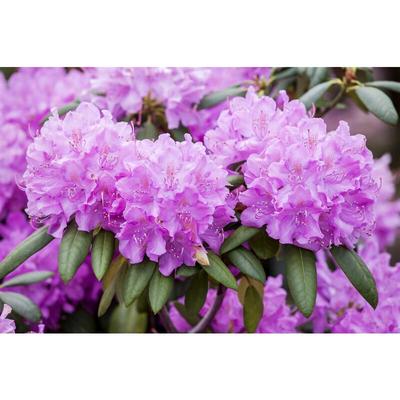 Pflanzen-für-dich.de - Rhododendron-Hybride 'Roseum Elegans' Rhododendron pg 1 'Roseum Elegans' 4L Image