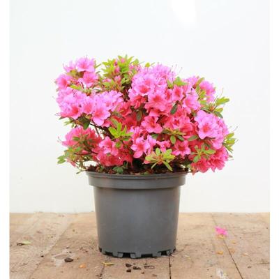 Japanische Azalee 'Michiko' Rhododendron obt.'Michiko' C5 25- 30 Image