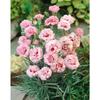Dianthus plumarius 'Ine' p 0,5