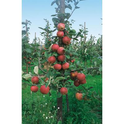 Malus 'Roter Boskoop' cac 150-200cm im 7,5L Topf Image