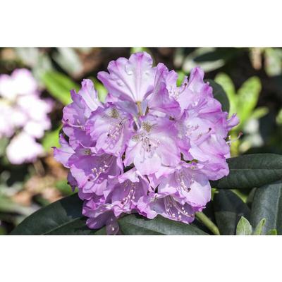 Rhododendron 'Snipe' Rhododendron 'Snipe' C2 20- 25 Image