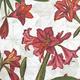 Home Fashion®, Natural Amaryllis pure, Lunch-Servietten aufgefaltetes Maß 33 cm x 33 cm, im Viertelfalz, 20 Stück pro Pack