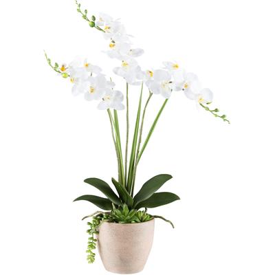Kunstorchidee CREATIV GREEN "Orchidee Phalaenopsis", weiß, H:55cm, Kunststoff, Kunstpflanzen, mit Sukkulenten und Graszweigen arrangiert Image