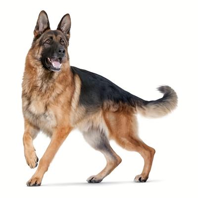 TEMU 1pc 5d German Shepherd Dog Diy Diamond Painting Kit, Acrylic Round Diamond Art Craft, Home Decor Wall Hanging, Gift For Pet Lovers Image