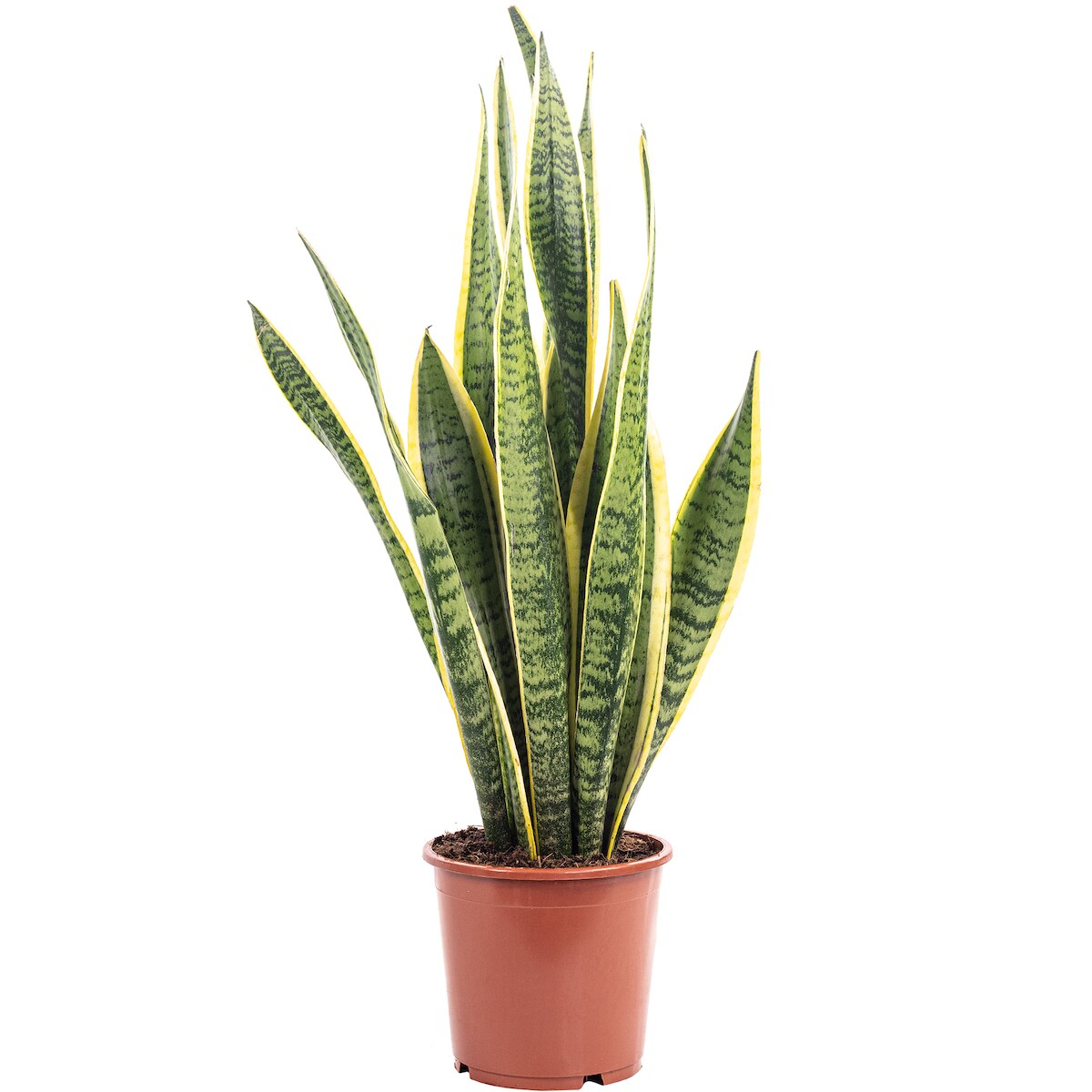 Sansevieria trifasciata 'Laurentii' – Robuster Bogenhanf, Luftreiniger, 40 cm hoch, Topf-Ø 14 cm Image