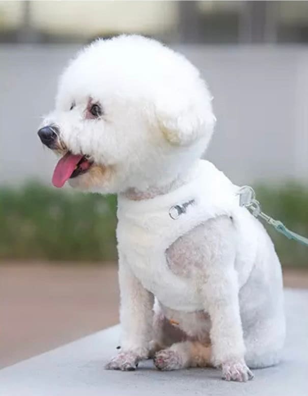 Pettorina per cani di piccola taglia, set di imbracatura e guinzaglio per cani, imbracatura per cuccioli, imbracatura invernale per cani, graziosi acc