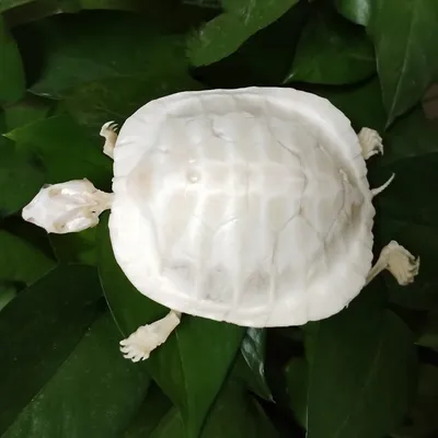 Natural Tortoise Skeleton, Complete Real Animal Bone, Taxidermy Specimen Collection Science Education Collectibles Special Gifts