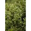 Hebe topiaria p 0,5 2-5 Tr. Rundtopf 15- 20