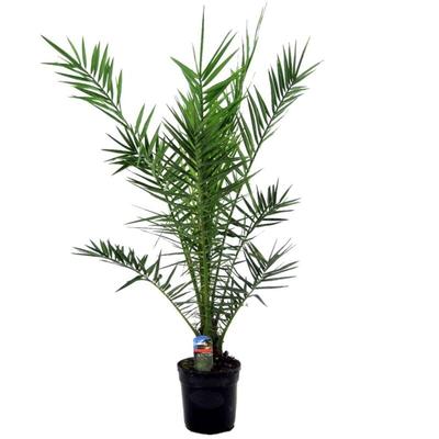 Phoenix Canariensis - Kanarische Dattelpalme - Palme - Balkonpflanzen Winterhart - Höhe 100-120 cm Image