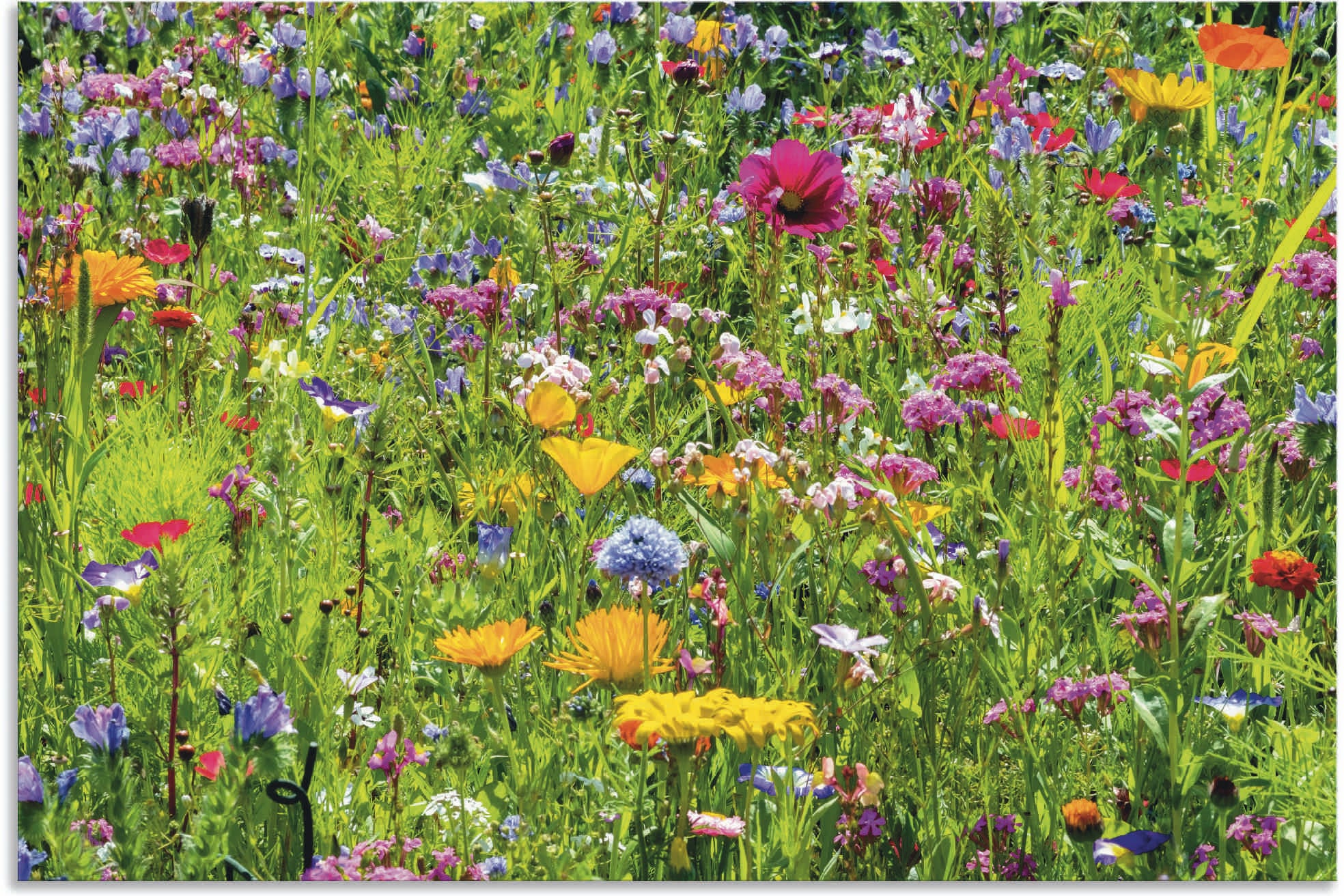 Wandbild ARTLAND "Bunte Blumenwiese", bunt (farbe bild(er): bunt), B:30cm H:20cm, Bilder, als Alubild, Outdoorbild, Leinwandbild, Poster, Wandaufkleber Image