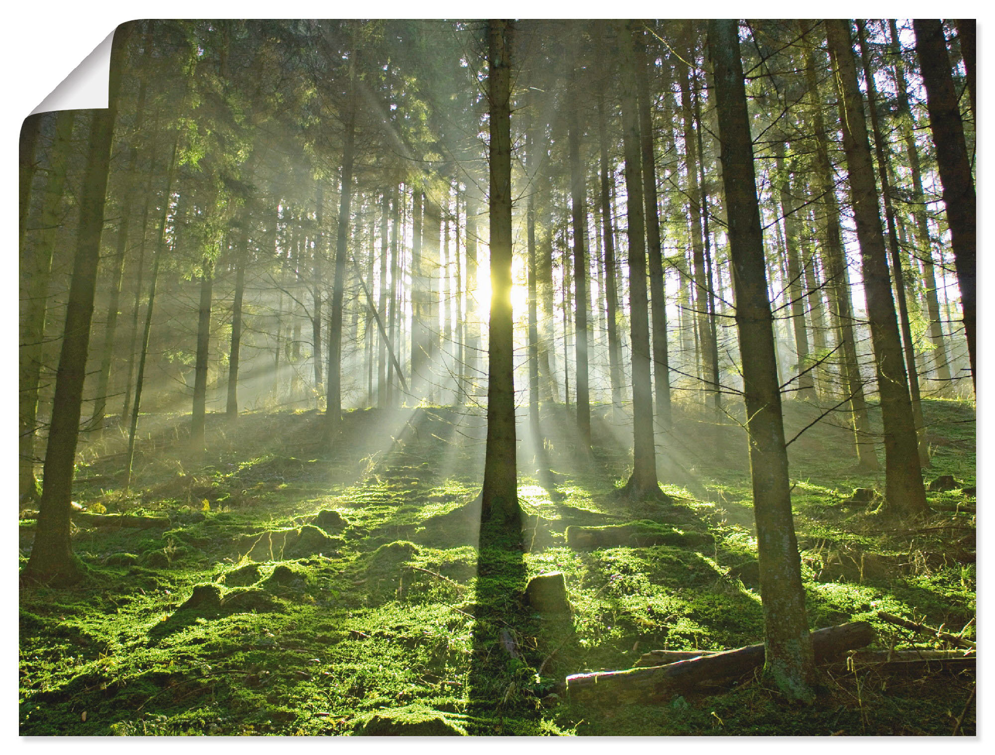 Wandbild ARTLAND "Wald im Gegenlicht", grün (farbe bild(er): grün), B:80cm H:60cm T:0,1cm, Papier, Bilder, als Leinwandbild, Poster in verschied. Größen Image