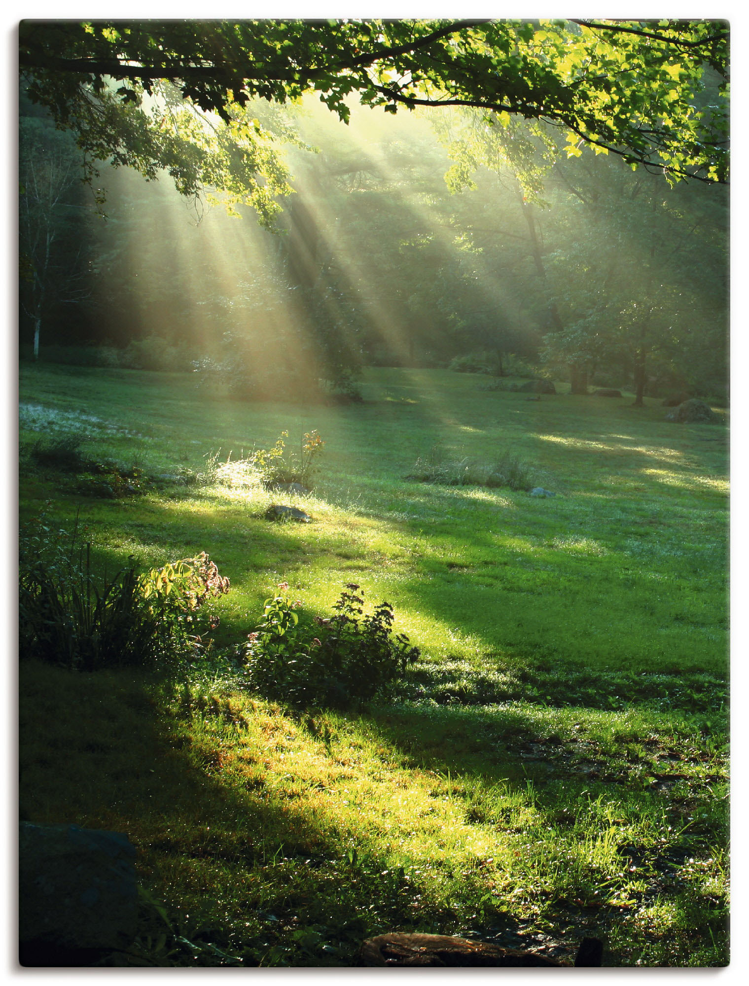 Wandbild ARTLAND "Lichtkegel", grün (farbe bild(er): grün), B:60cm H:80cm, Bilder, als Alubild, Outdoorbild, Leinwandbild, Poster, Wandaufkleber Image