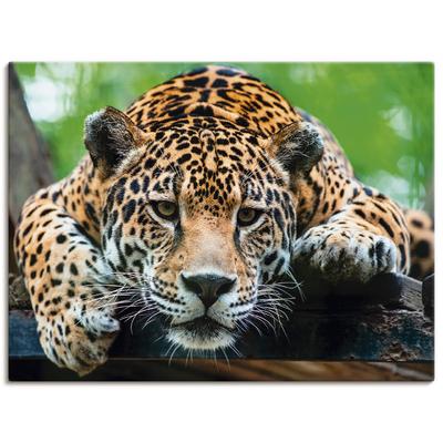 Wandbild ARTLAND "Südamerikanischer Jaguar", braun (farbe bild(er): braun), B:80cm H:60cm, Bilder, als Alubild, Outdoorbild, Leinwandbild, Poster, Wandaufkleber Image