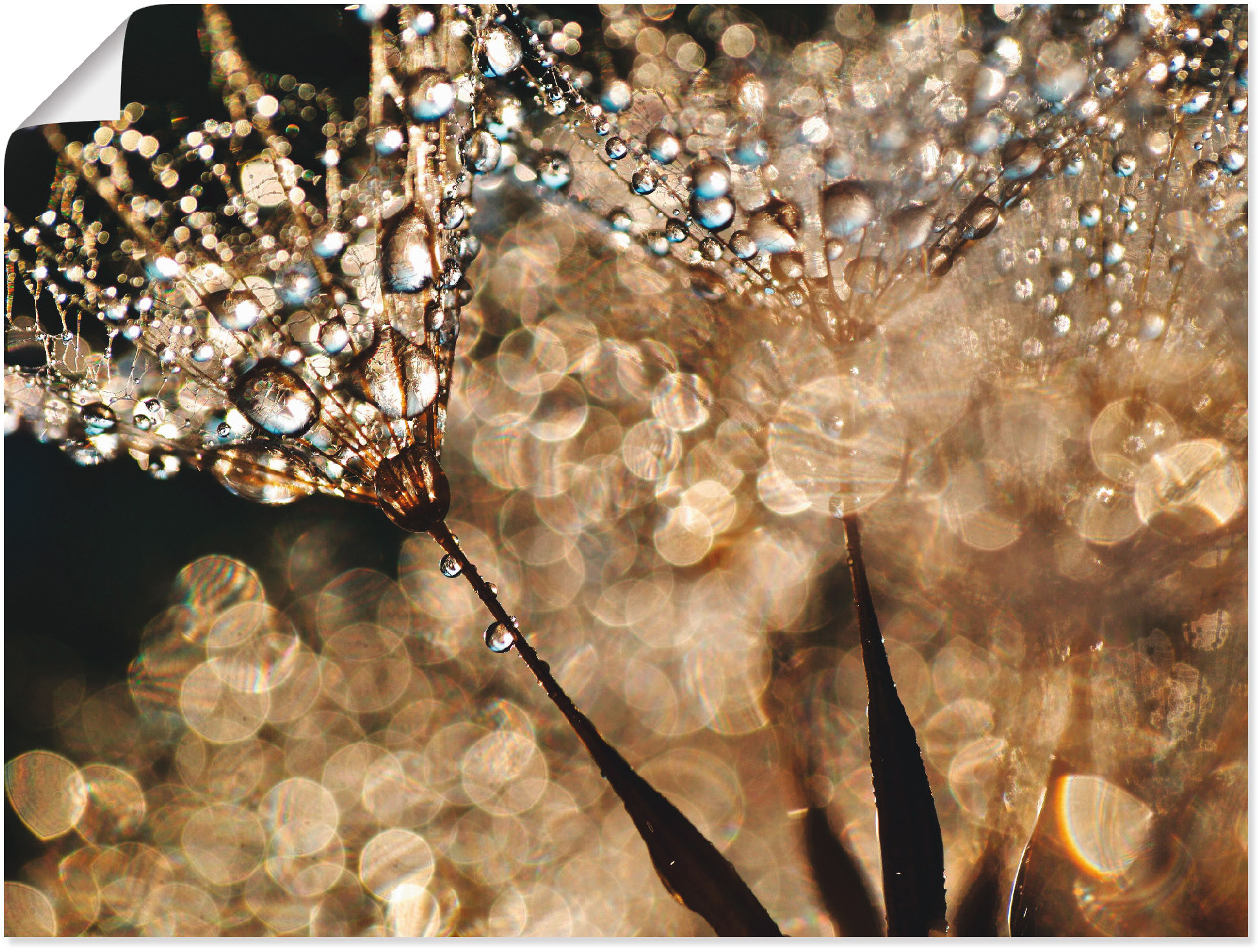 Wandbild ARTLAND "Pusteblume Goldschimmer", gold (farbe bild(er): goldfarben), B:40cm H:30cm, Bilder, als Alubild, Outdoorbild, Leinwandbild, Poster, Wandaufkleber Image