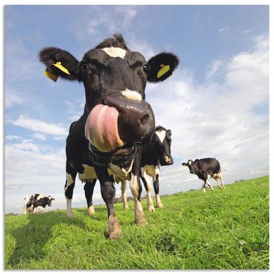 Wandbild ARTLAND "Holstein-Kuh mit gewaltiger Zunge", blau (farbe bild(er): blau), B:50cm H:50cm, Bilder, als Alubild, Outdoorbild, Leinwandbild, Poster, Wandaufkleber Image