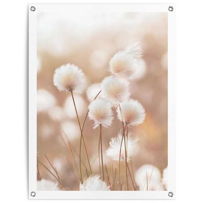 Poster REINDERS "Baumwollzweig", beige (farbe bild(er): beige), B:60cm H:80cm T:0,1cm, Bilder Image