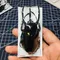 Esemplare di insetti reali Chalcosoma Atlas Keyboh Steampunk Insetti Insegnamento Ricerca Collezione Hobby Artigianato fai da te Decorazione della casa