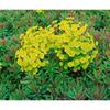 Euphorbia characias char.'Red Wing' -r- p 0,5