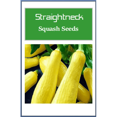 Straightneck Squash Seeds, Non GMO Heirloom Fresh Garden Seeds For Home Gardening 40 Seeds