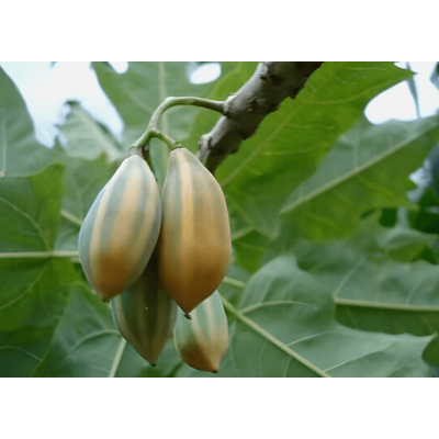 25+ Oak Leaved Papaya Seeds For Garden Planting USA FAST SHIPPING! 25+ Oak Leaved Papaya Seeds For Garden Planting USA FAST SHIPPING!