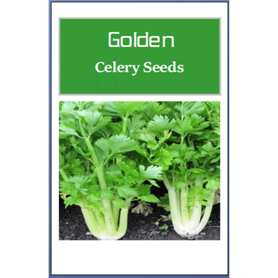 Non GMO Golden Celery Seeds, Heirloom Fresh Garden Seeds For Your Vegetable Garden 3000 Seeds