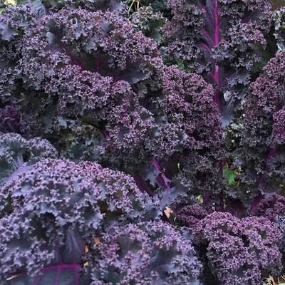 Scarlet Kale, Non GMO Dark Purple Ornamental & Edible Plant, Nutrient Rich, Beautiful Garden Addition 4000 Seeds