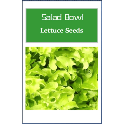 Non GMO Salad Bowl Green Lettuce Seeds, Fresh Heirloom Lettuce For Home Gardens 100 Seeds